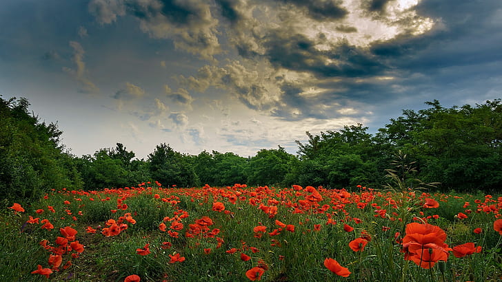 sky, flowers, field, red, green, blue, nature, clouds, red flowers, HD wallpaper