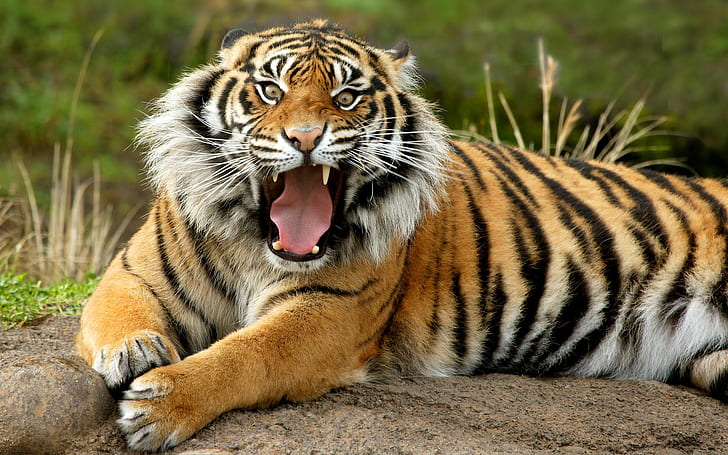 Sumatran Dangerous Tiger, HD wallpaper