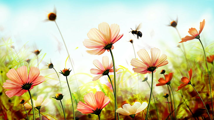 wild flowers, bee, field, flower field