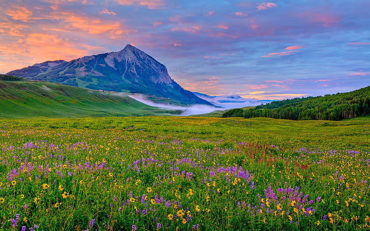 Crested Butte Valley Yellow And Purple Wildflowers Rocky Mountains In Colorado Spring Landscape 1920×1200, HD wallpaper