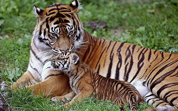 brown and black tiger and cub, down, family, care, baby, predator, HD wallpaper