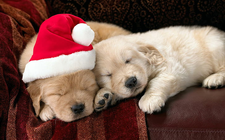Santa Puppy, animals, dogs, christmas, sofa, sleepy, HD wallpaper