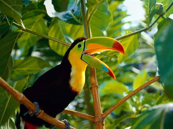 animals, birds, toucans, HD wallpaper