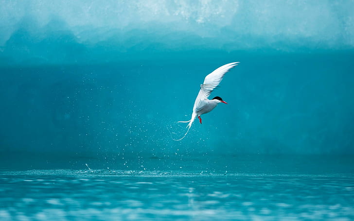 Arctic Tern, animals and birds, HD wallpaper