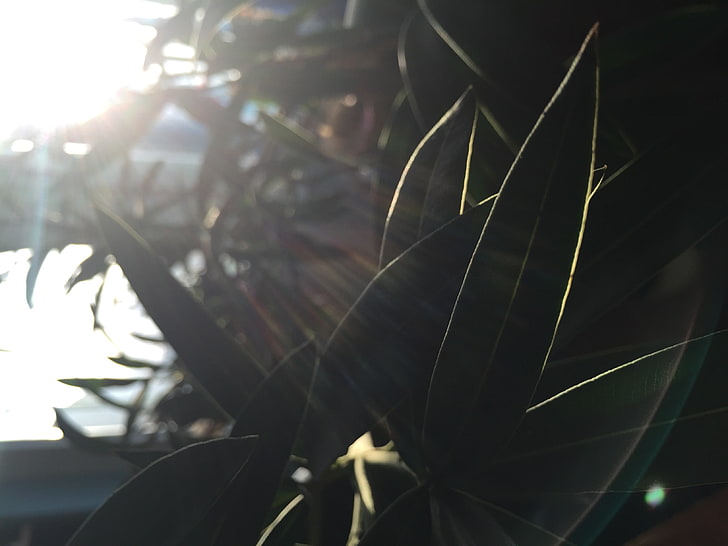 sunlight, plants, plant part, leaf, growth, close-up, nature, HD wallpaper