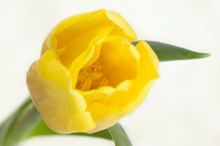 closeup photography of a yellow Tulip, tulpan, gelb, makro, macro, HD wallpaper