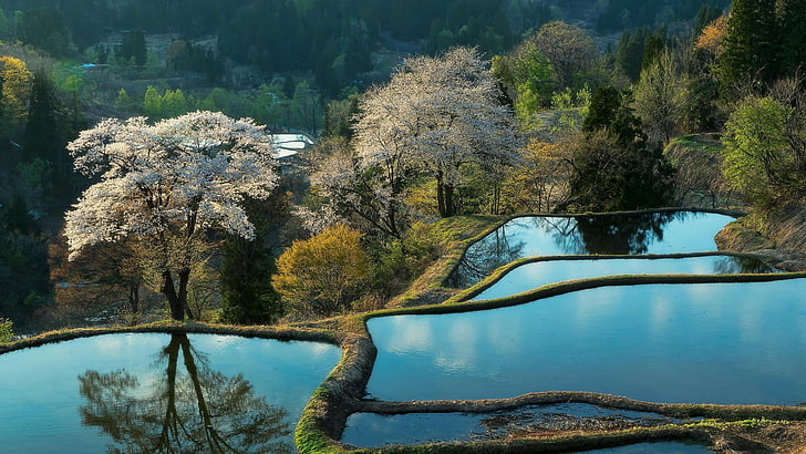rice paddy, trees, terraced field, spring, blossoms, water