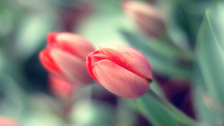 flowers, tulips, flowering plant, freshness, beauty in nature, HD wallpaper