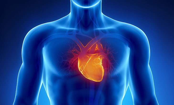 heart background, science, blue, human body part, technology, HD wallpaper