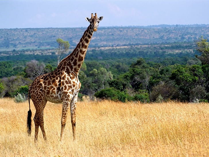 HD wallpaper: Giraffe, Animals, Grass, Trees, Grass, Long Neck | Wallpaper  Flare