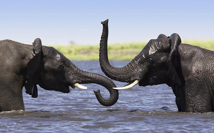 Elephant Family, two gray elephants, Animals, water, river, bathing