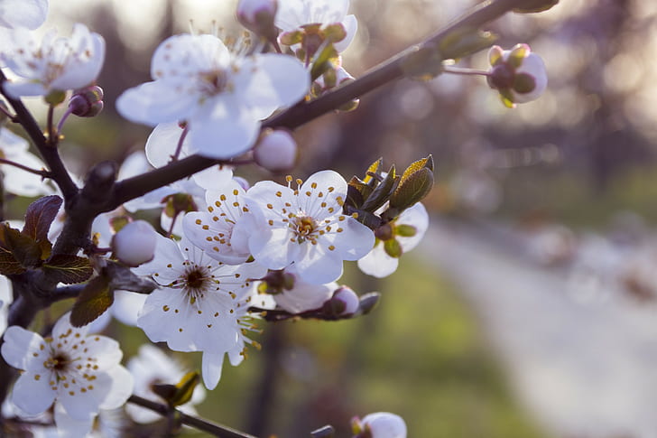 blossom, white flowers, branch, spring, HD wallpaper