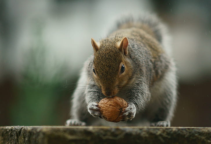 squirrel holding nut closeup photo, Weight-lifter, Sciurus  carolinensis