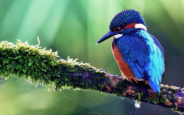 blue kingfisher bird, birds, nature, animals, animals in the wild