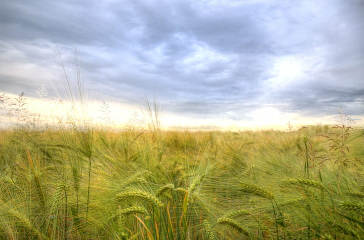 landscape photography of green grass field under gray clouds, HD wallpaper