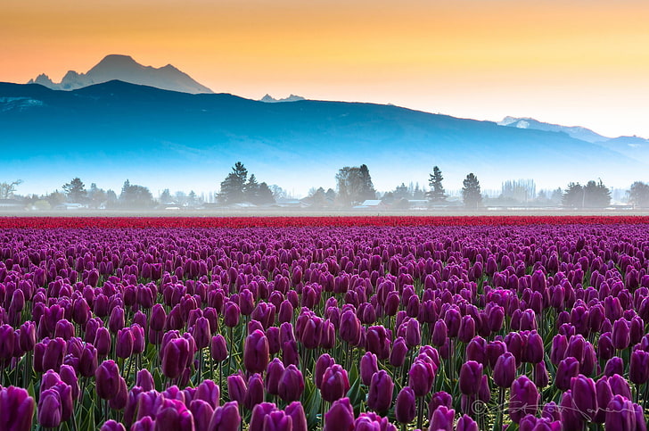 purple tulip flower field, flowers, mountains, tulips, haze, nature, HD wallpaper