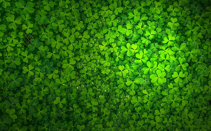 Shamrock background Vector illustration St Patricks Day wallpaper  Clover leaves with copy space on green background Stock Vector  Adobe  Stock