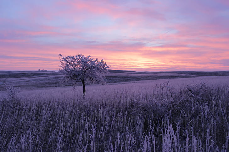 green trees in the middle of grases, Sunrise, Frosty, Morning