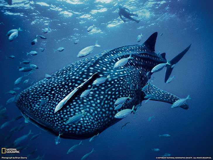 shark, animals, National Geographic, underwater, sea, animal wildlife, HD wallpaper