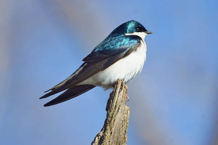 closed up bird on tip of branch of tree, tree swallow, horicon marsh, tree swallow, horicon marsh