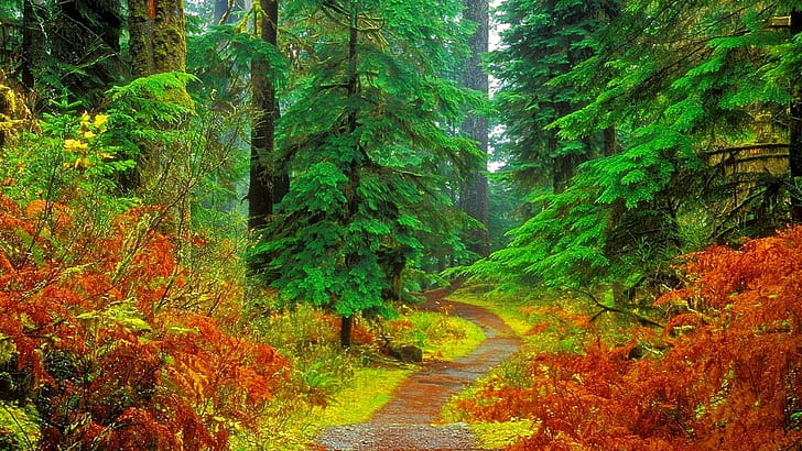 Green Forest Images  Free Download on Freepik