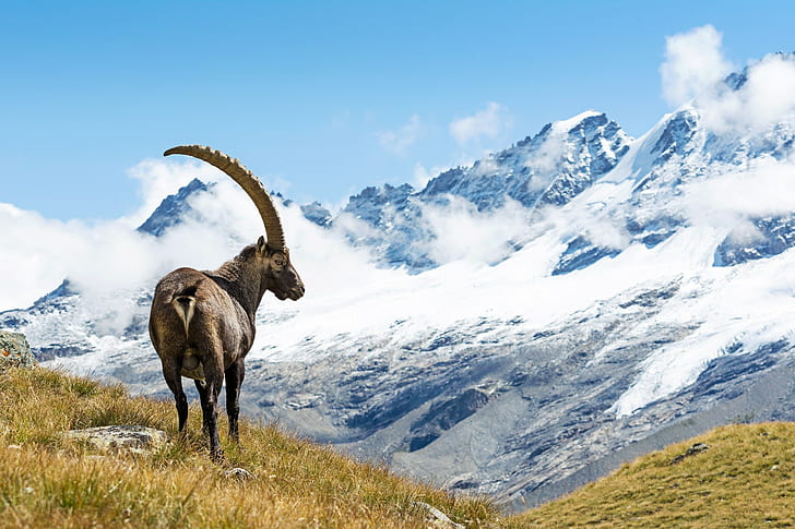 alpine ibex, HD wallpaper