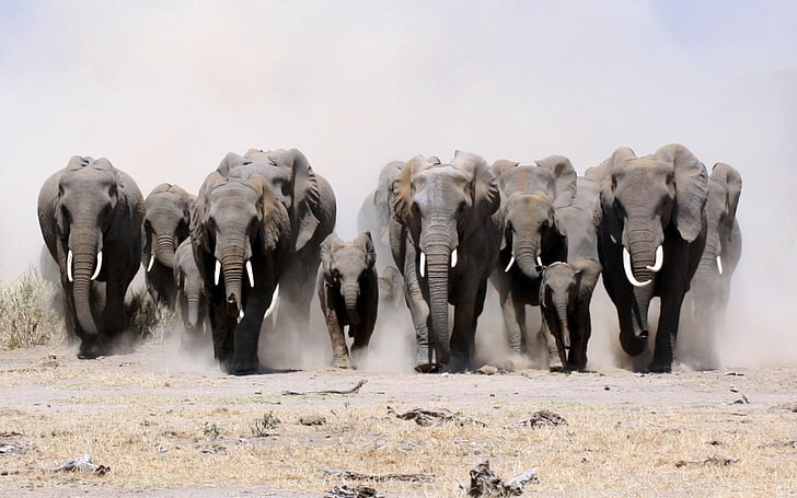 black elephant lot, elephants, many, sand, dust, run, animal