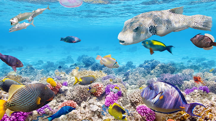 Tropical fishes underwater, coral reef, ocean, HD wallpaper