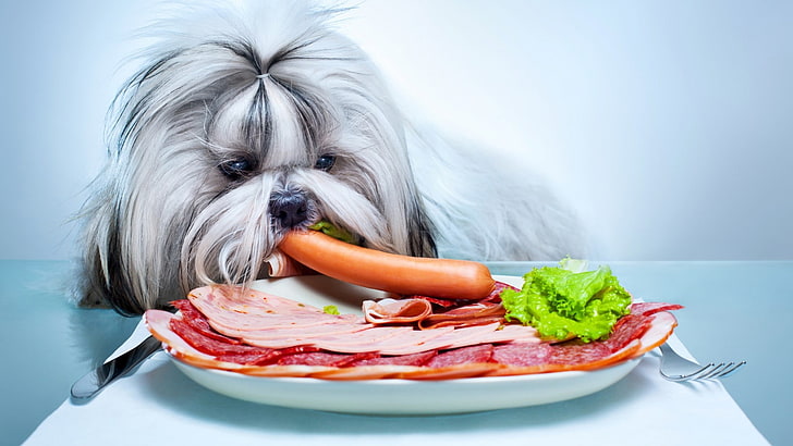 animals, dog, pet, food, meat, vegetables, plates, salami, simple background, HD wallpaper
