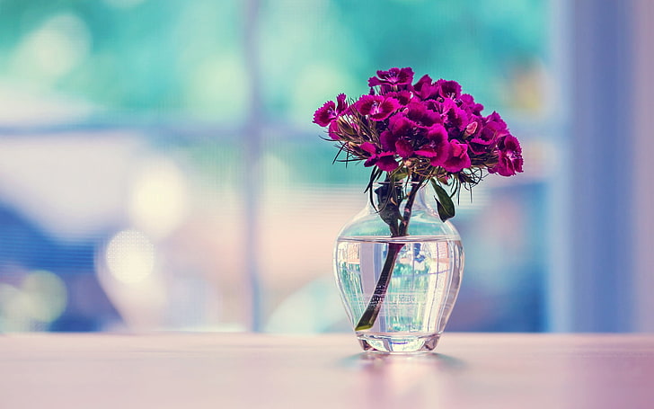purple petaled flowers and clear glass vase, surface, carnation, HD wallpaper