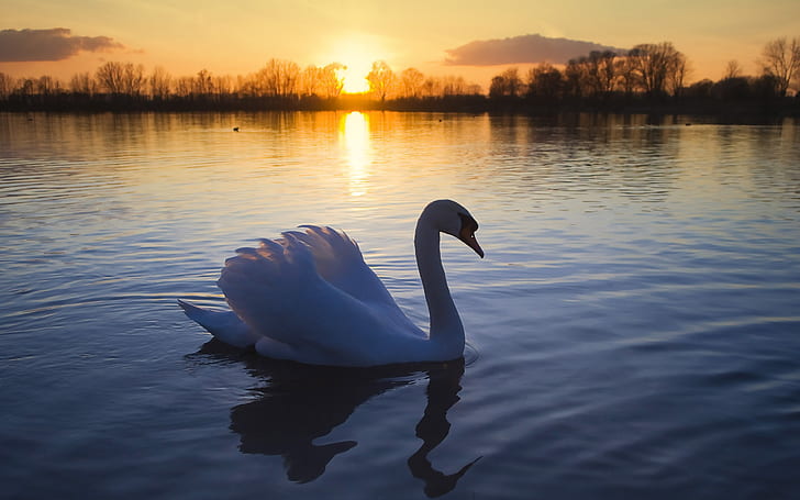 Swan lake at dusk
