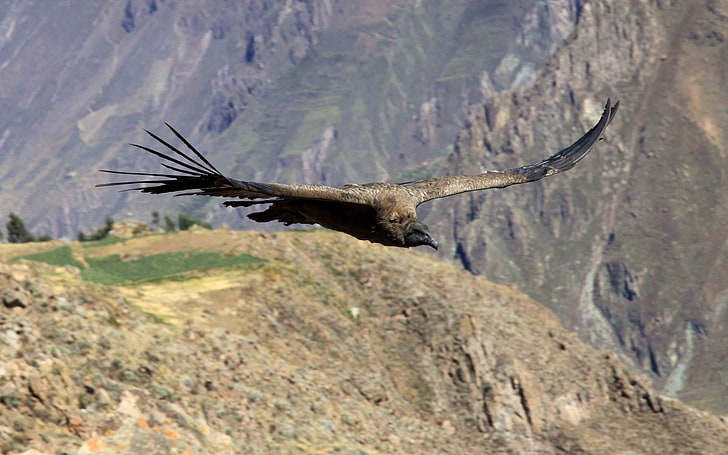 black falcon, vulture, flying, mountains, one animal, animal themes