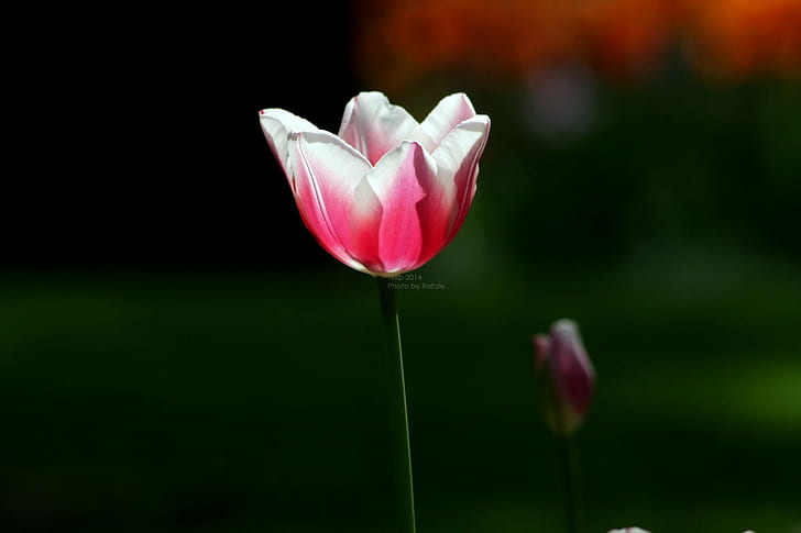 tulips, flowers, nature, HD wallpaper