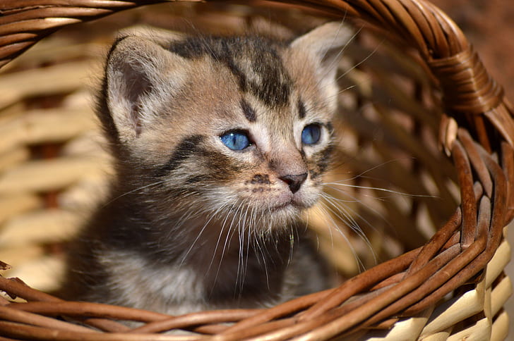 brown tabby kitten in brown wicker basket, Wait and see, cat  chat