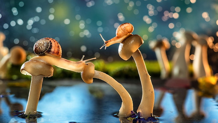 two brown snails, mushroom, bokeh, animals, wildlife, vitality, HD wallpaper