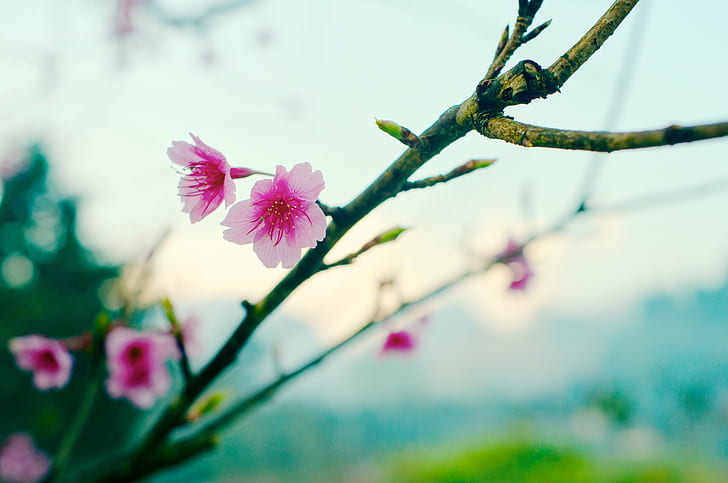 shallow focus pink flowers, Cherry Blossom, at Dawn, 35 mm, equivalent, HD wallpaper