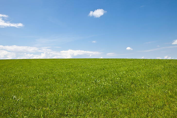 green grass field with stratus clouds, wiese, wiese, blue  grass, HD wallpaper