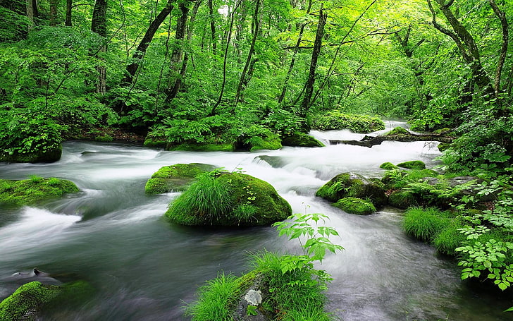 Green jungle streams-Windows 10 HD Wallpapers, body of water HD wallpaper