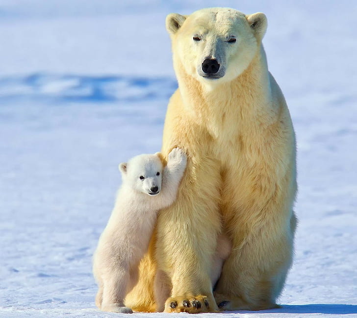 animals, baby animals, polar bears