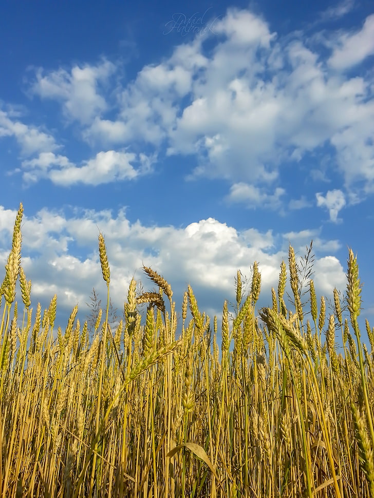 green rice grains field, nature, Slovakia, Žilina, summer, cloud - sky