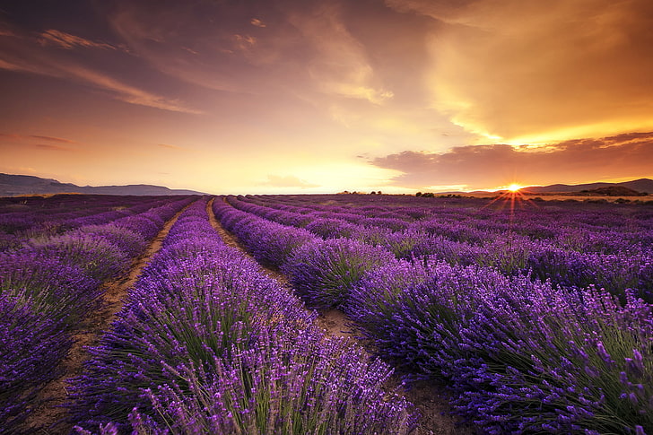 purple lavender flower field, sunset, agriculture, beauty in nature, HD wallpaper