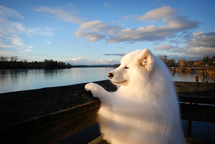 adult white Samoyed, dog, muzzle, bushy, animal, pets, outdoors