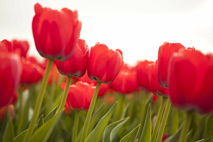 red Tulips closeup photography at daytime, tulips, netherlands, HD wallpaper