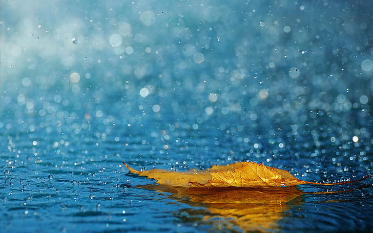 leaf, drops, rain, autumn, water, yellow leaves in the water
