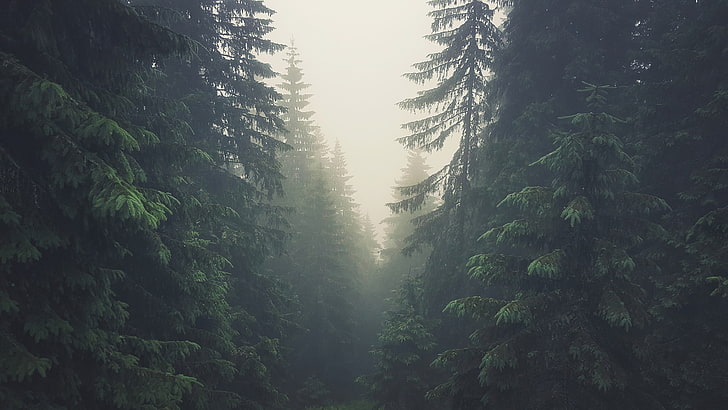 green pine tree, trees, forest, Tatra Mountains, Slovakia, mist