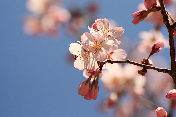 shallow focus photography of pink Cherry Blossoms, 花, 空, tree, HD wallpaper