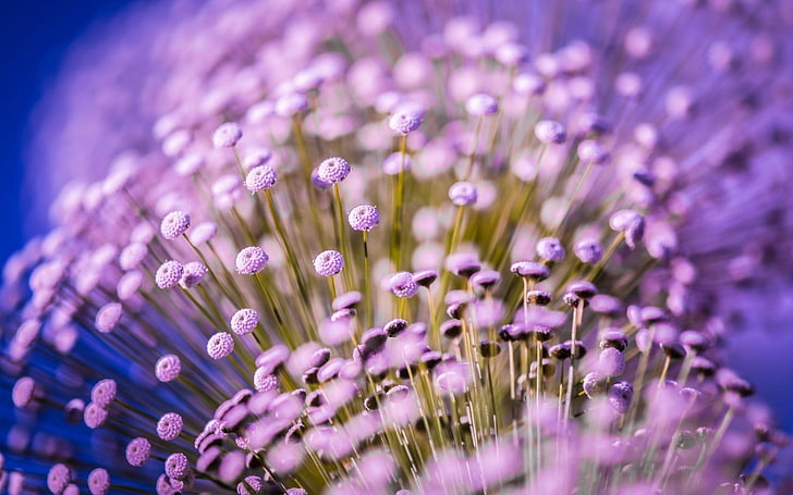 purple petaled flower lot, flowers, macro, purple flowers, flowering plant, HD wallpaper