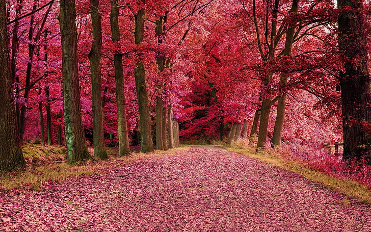 fall, foilage, path, pink, trees