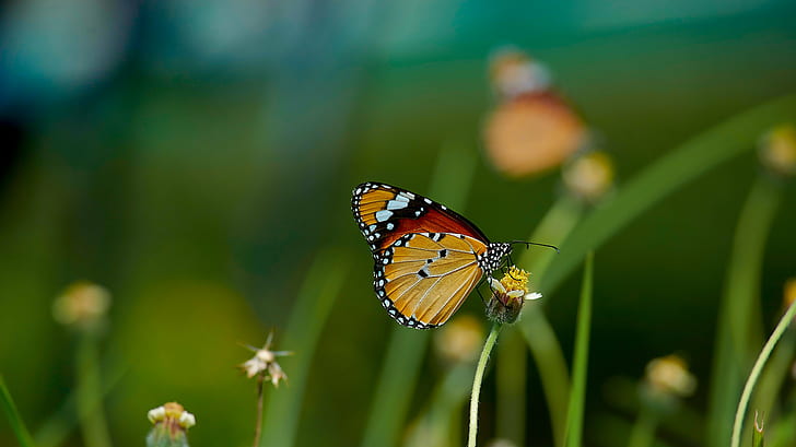 Monarch Butterfly perched on flower in selective focus photography, HD wallpaper