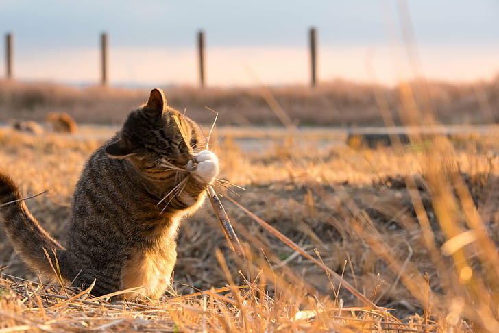 grey tabby cat playing dried grass in an open field during day time